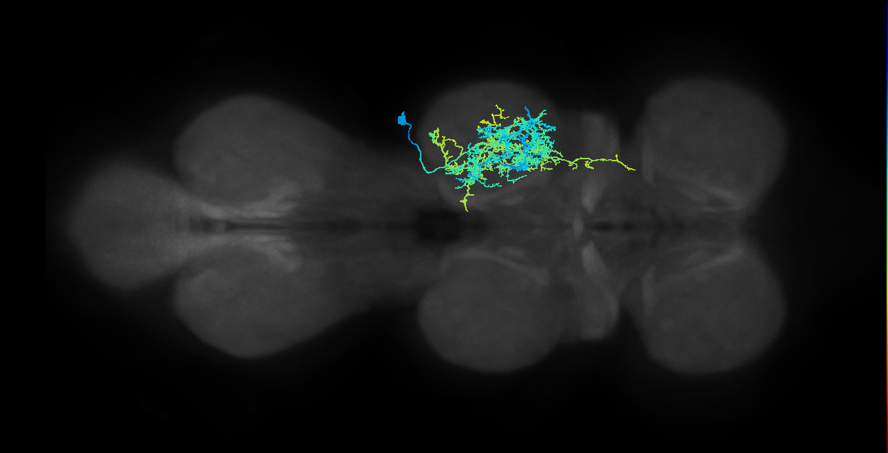 IN21A021_T2_R (MANC:14170)