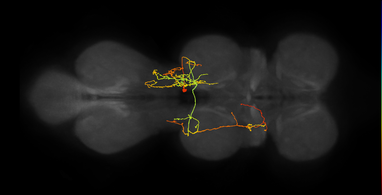 IN19B068_T2_R (MANC:14198)