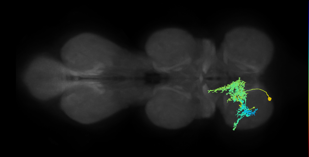 IN09A012_T1_L (MANC:14210)