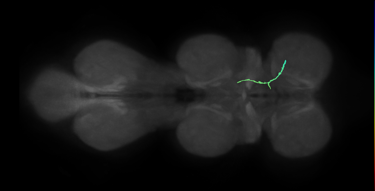 SNppxx_ProLN_R (MANC:14221)