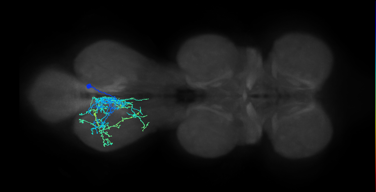 IN13B010_T3_R (MANC:14225)