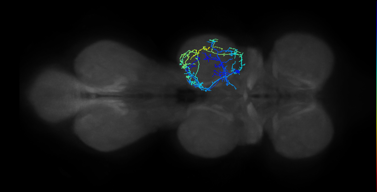 IN04B025_T2_R (MANC:14256)
