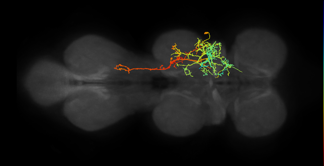 IN17A028_T2_R (MANC:14290)