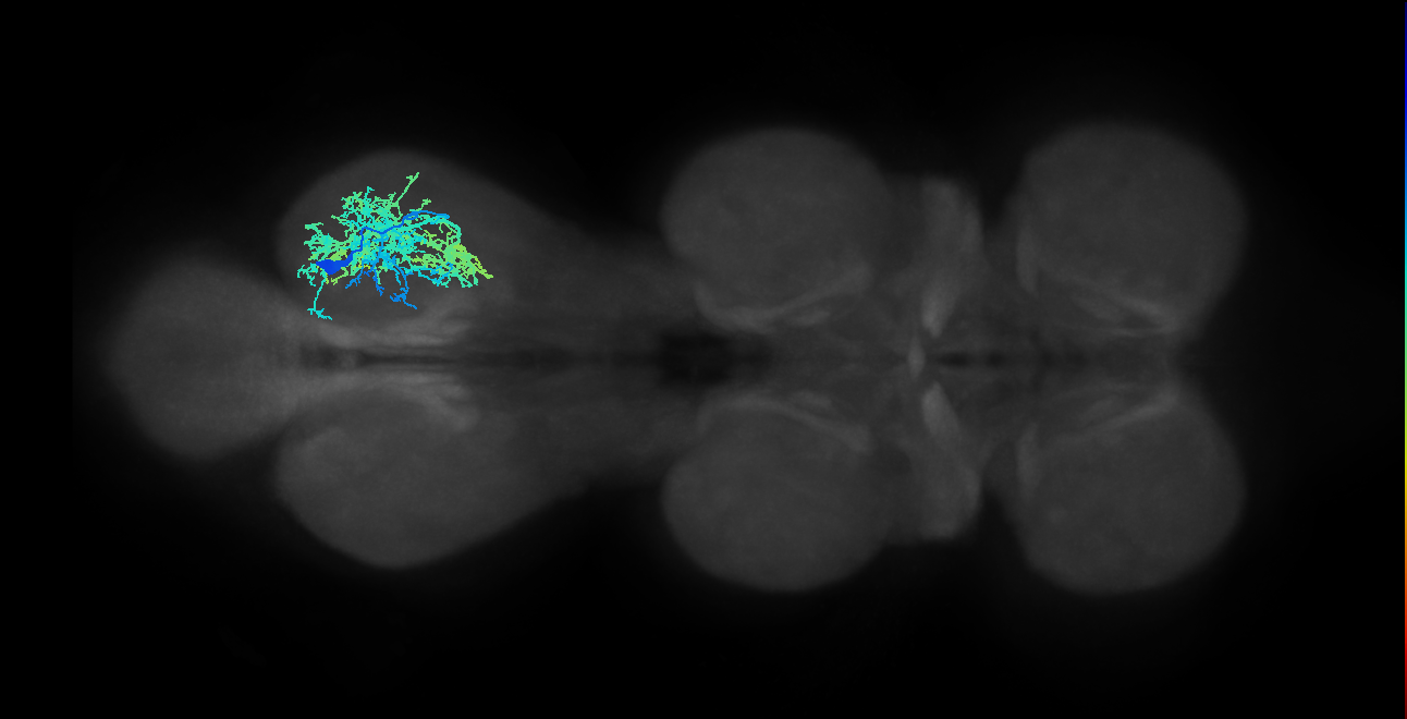 IN16B008_T3_R (MANC:14310)