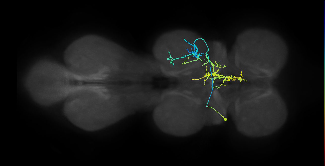 IN01A047_T2_L (MANC:14316)