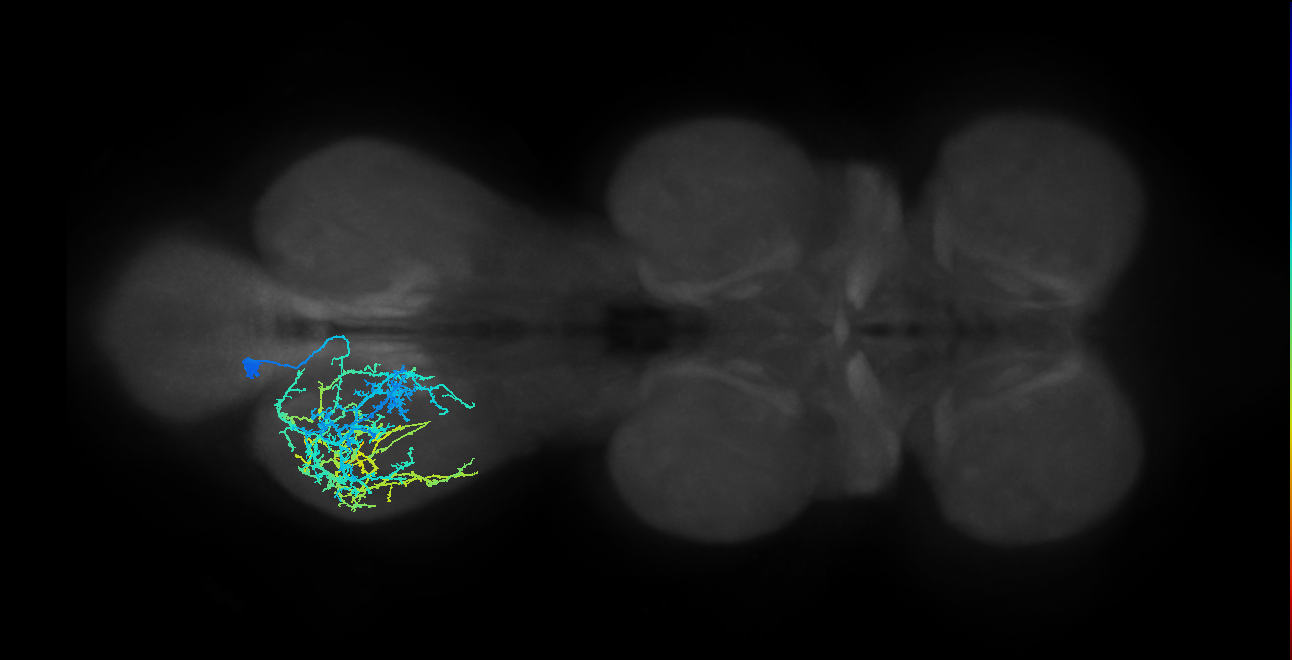 IN04B017_T3_L (MANC:14353)