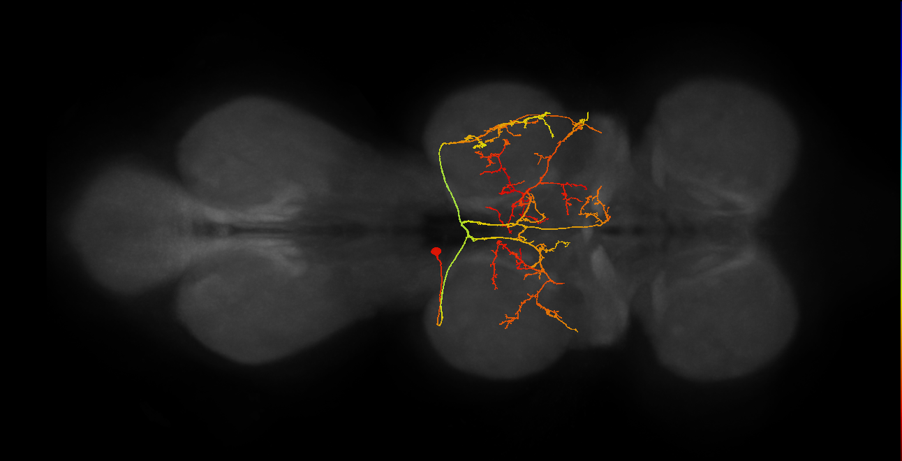 IN19B072_T2_L (MANC:14359)