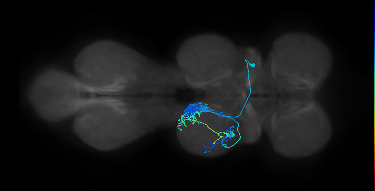 IN01A036_T2_R (MANC:14382)