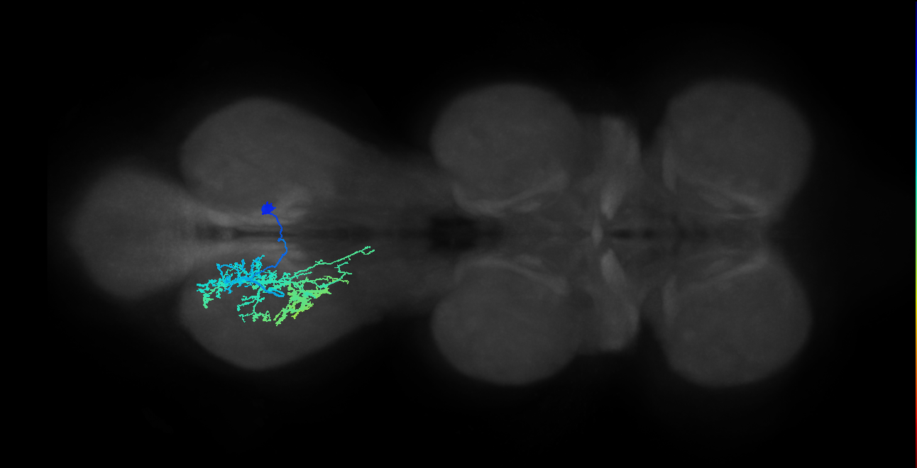 IN13B008_T3_R (MANC:14418)