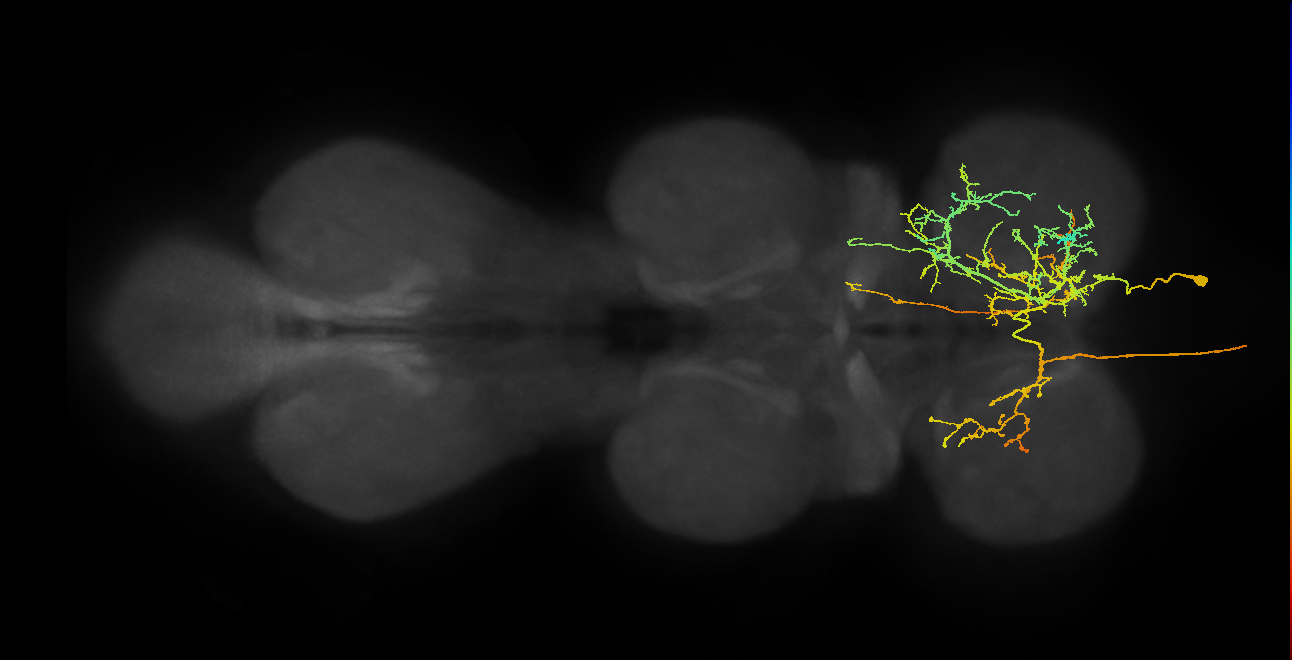 AN08B063_T1_R (MANC:14455)