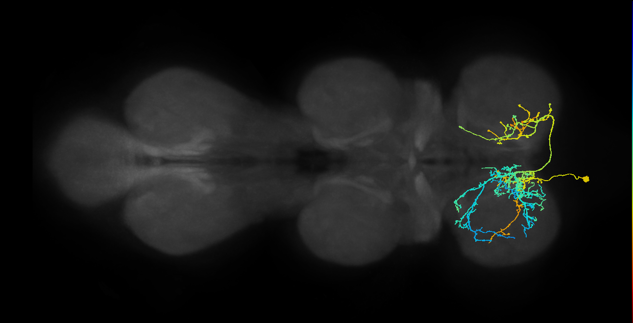 IN01A040_T1_L (MANC:14493)