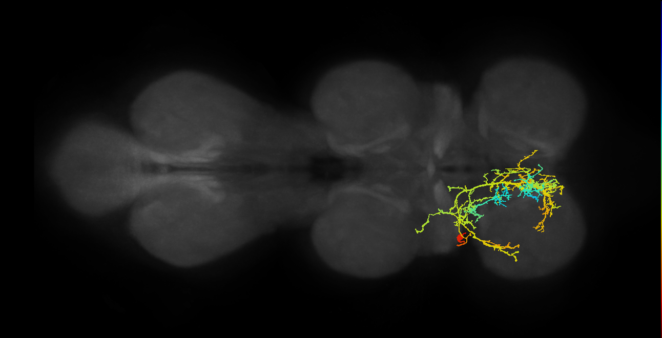 IN11A007_T1_L (MANC:14526)