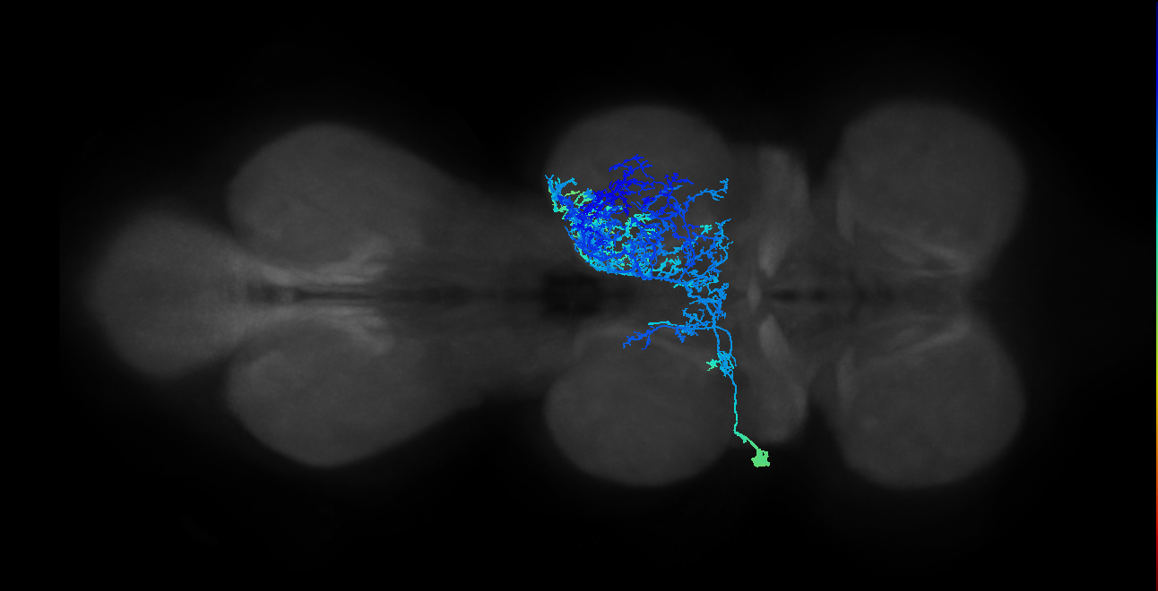 IN09B006_T2_L (MANC:14542)