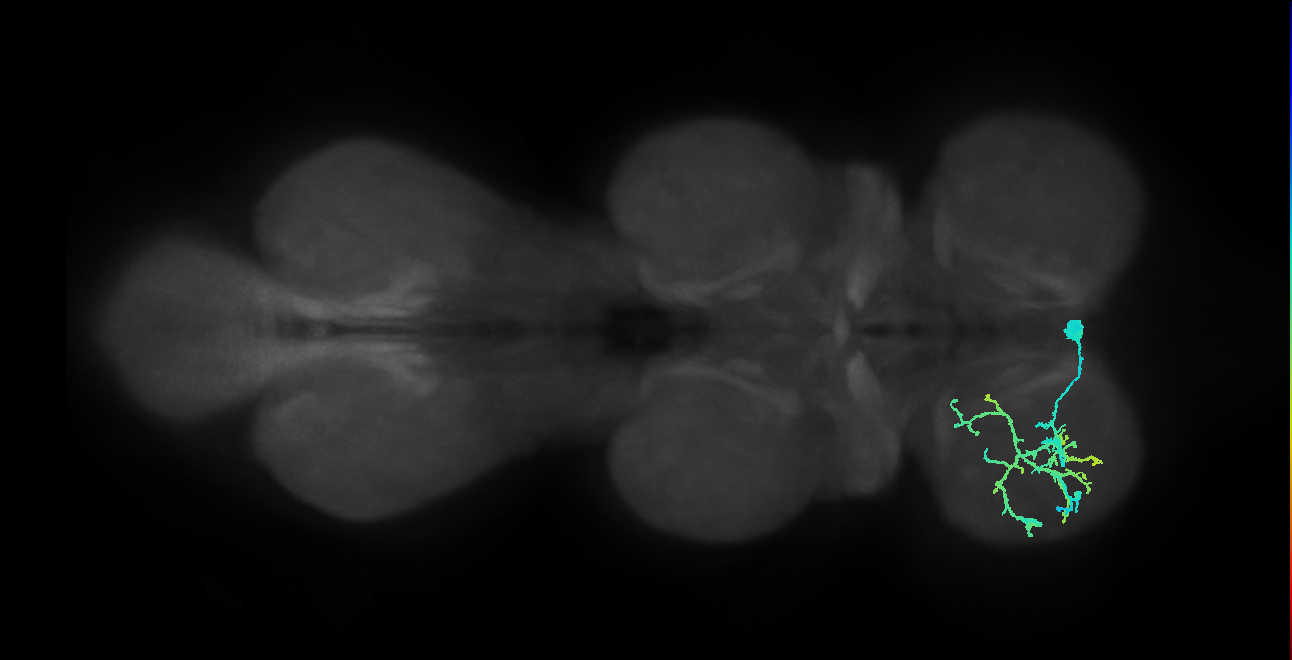 IN13B020_T1_R (MANC:14563)