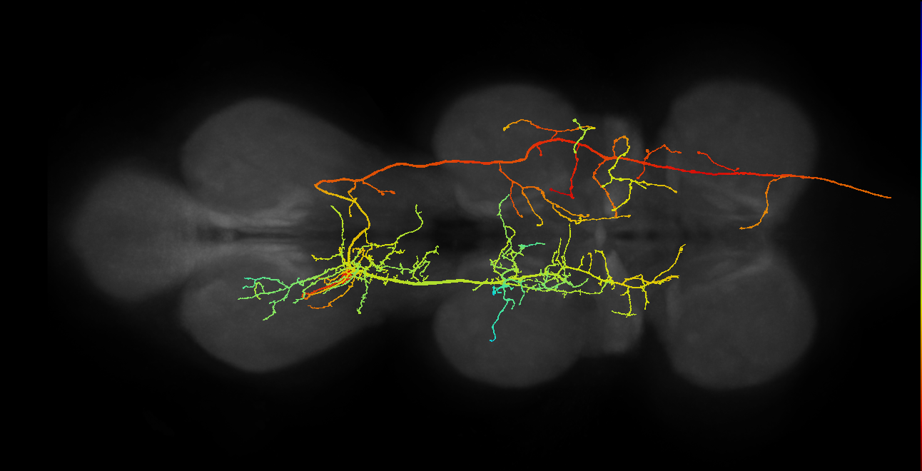 AN19B026_T3_L (MANC:14600)