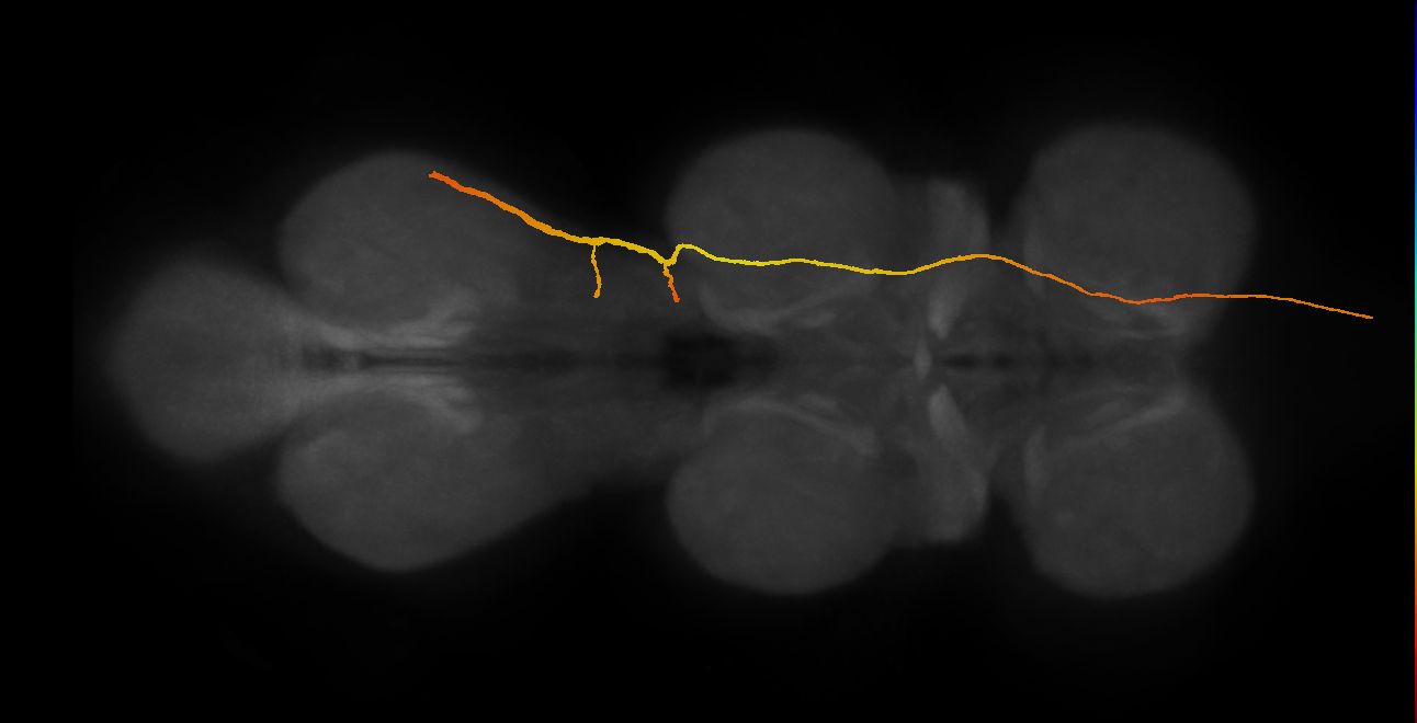 SAppxx_DMetaN_R (MANC:14619)