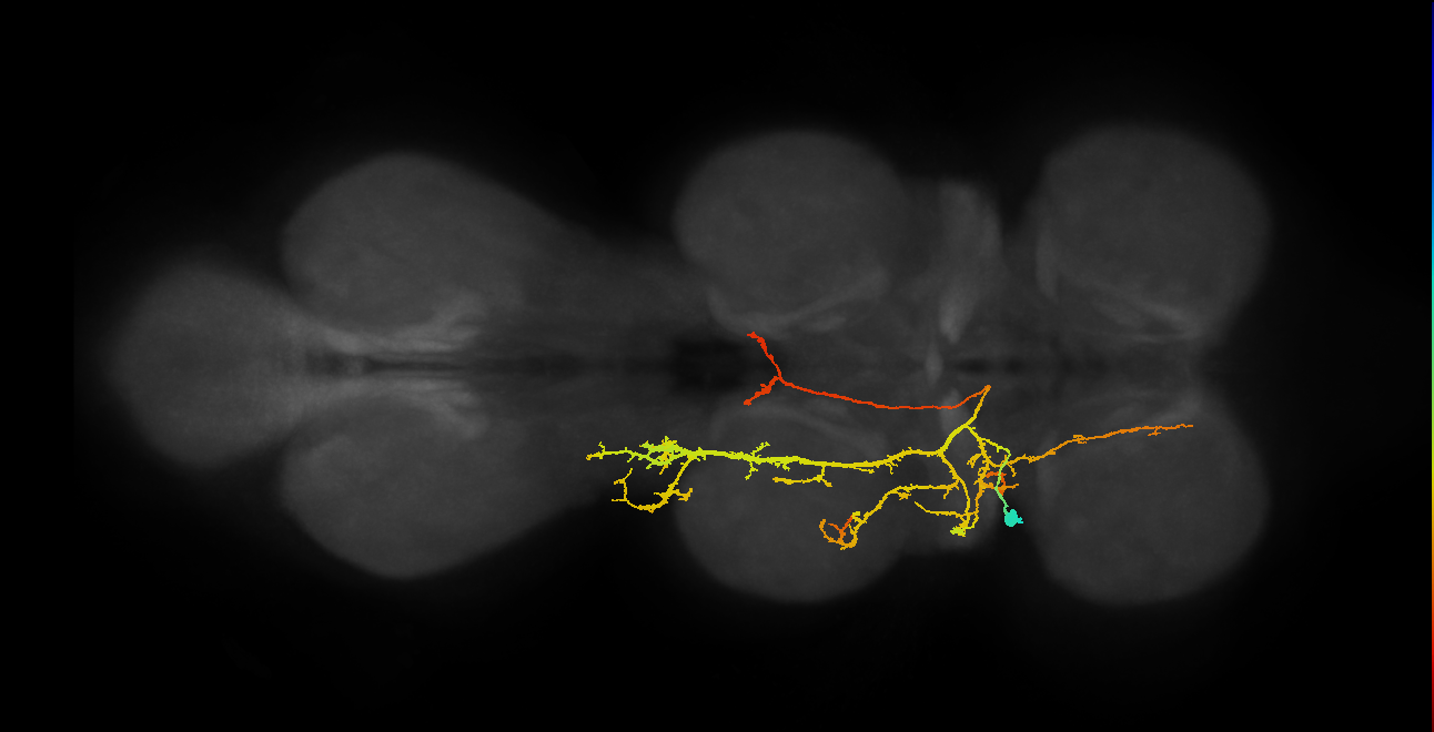 IN12A038_T1_L (MANC:14639)