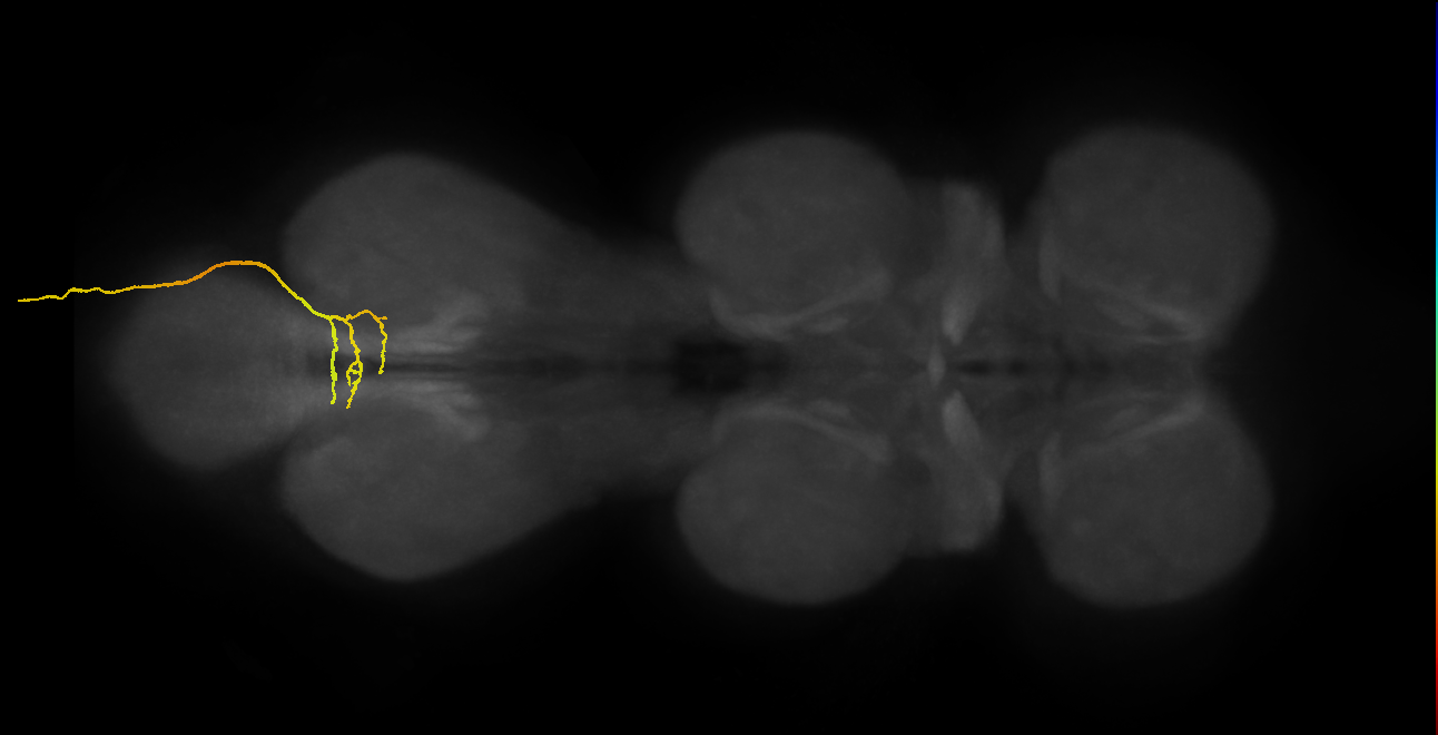 SNxx01_AbN4_R (MANC:14669)