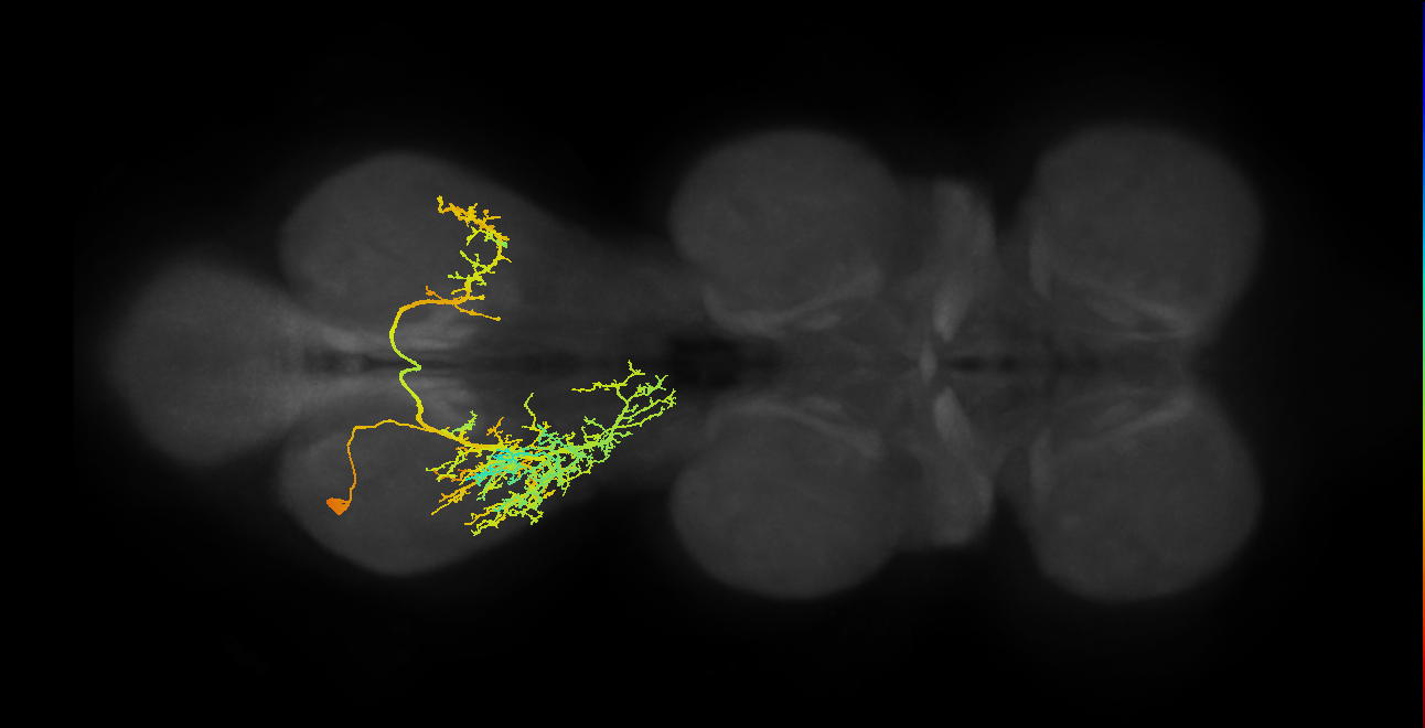 IN01A028_A1_L (MANC:14671)