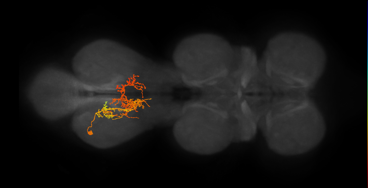 IN06A034_A1_L (MANC:14673)