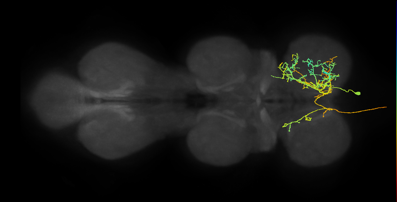 AN08B020_T1_R (MANC:14676)