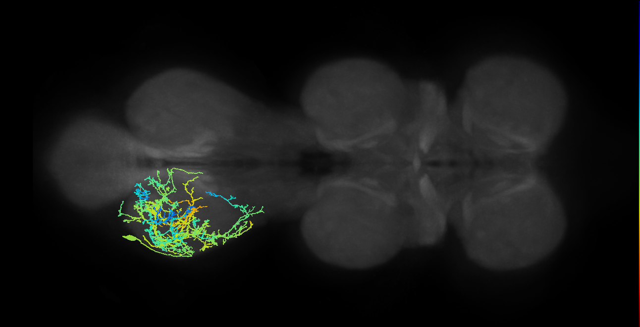 IN17A033_T3_L (MANC:14686)