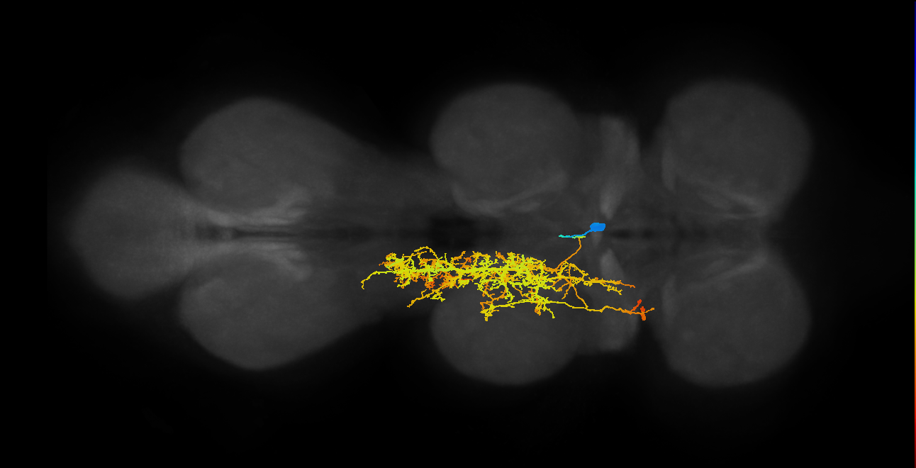 IN02A032_T2_L (MANC:14719)