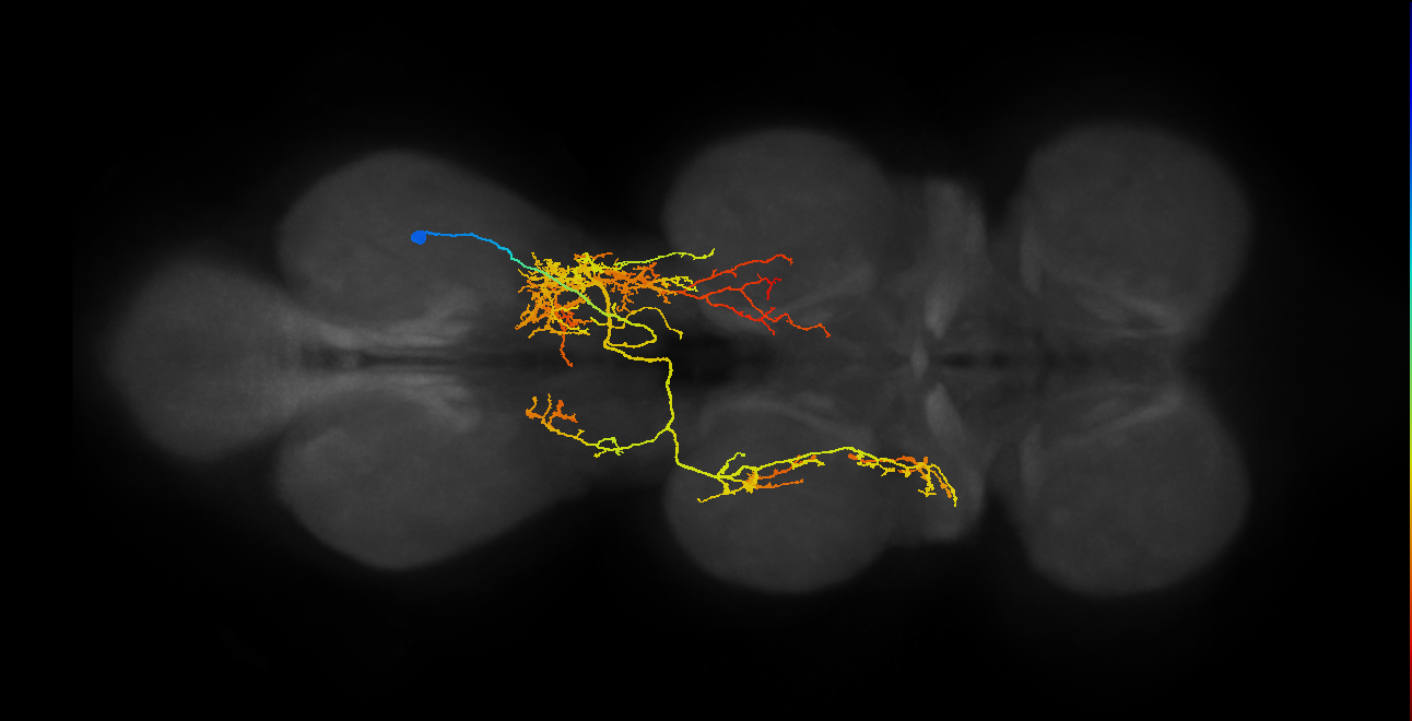 IN07B034_T3_R (MANC:14732)