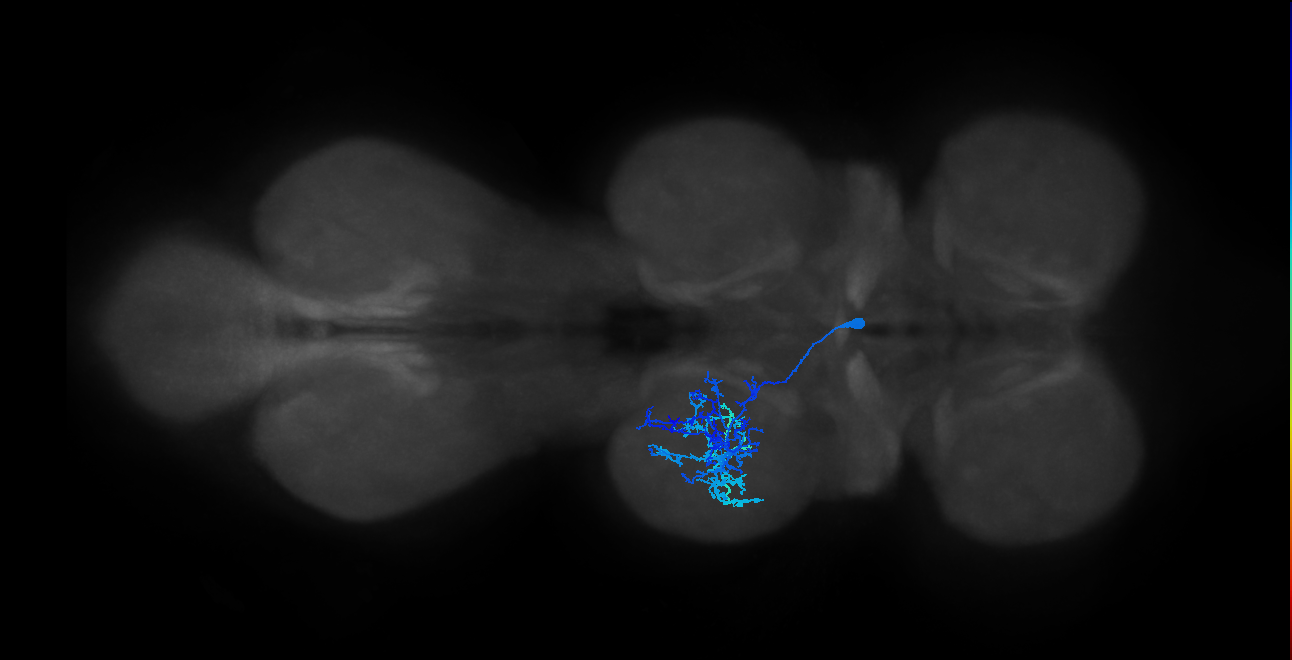 IN13B023_T2_R (MANC:14738)