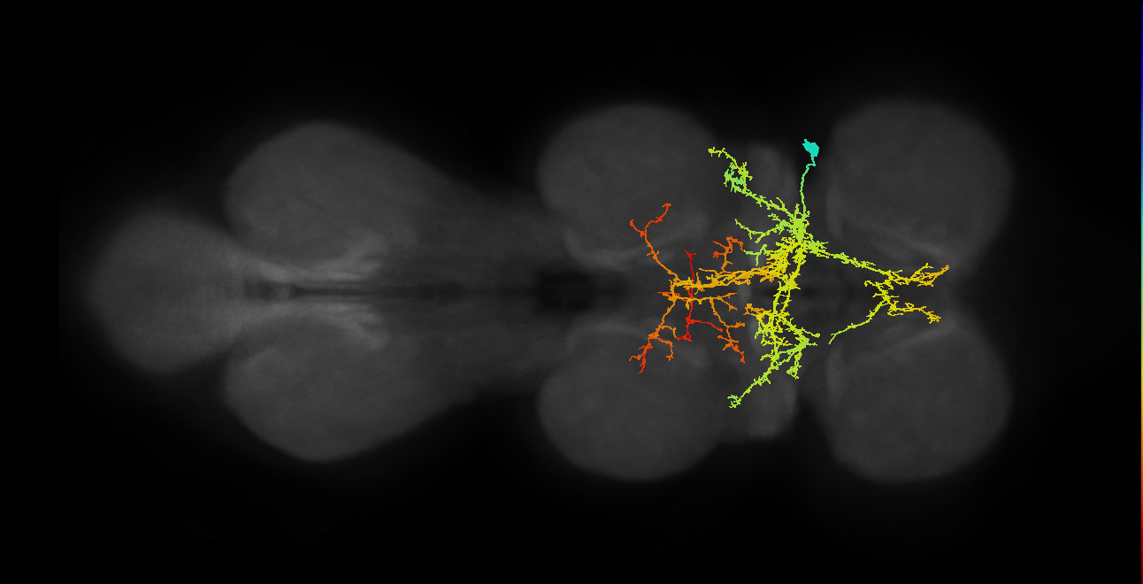 IN12A033_T1_R (MANC:14779)