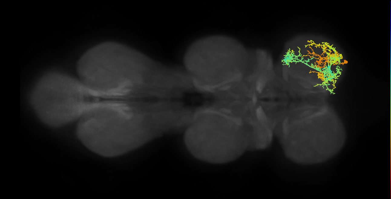 IN17A038_T1_R (MANC:14797)