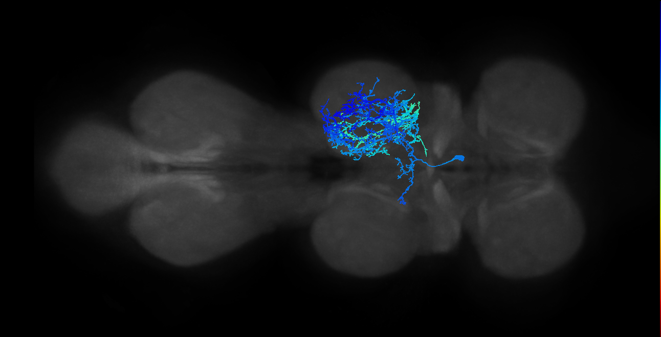 IN14A001_T2_L (MANC:14841)