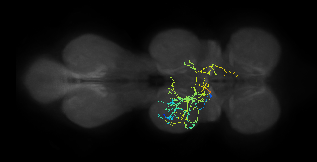 IN07B045_T2_L (MANC:14850)