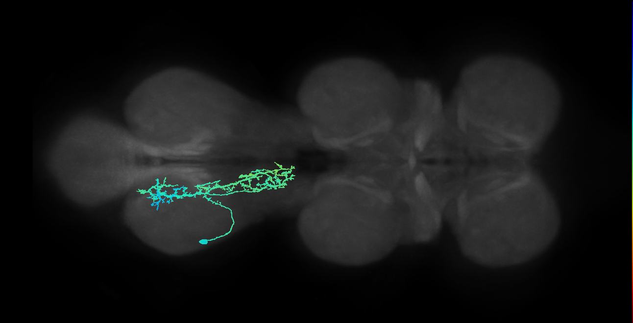 IN09A015_T3_L (MANC:14866)