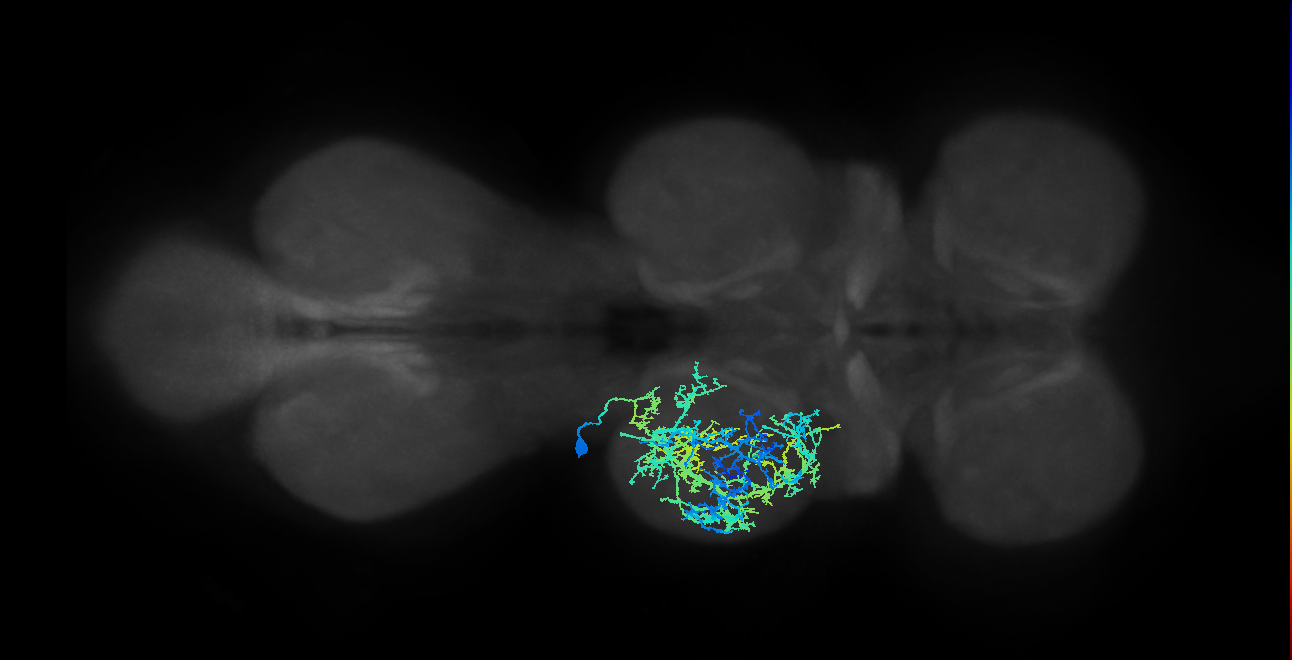 IN03A002_T2_L (MANC:14894)
