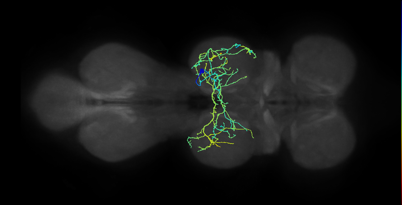 IN04B010_T2_R (MANC:14932)