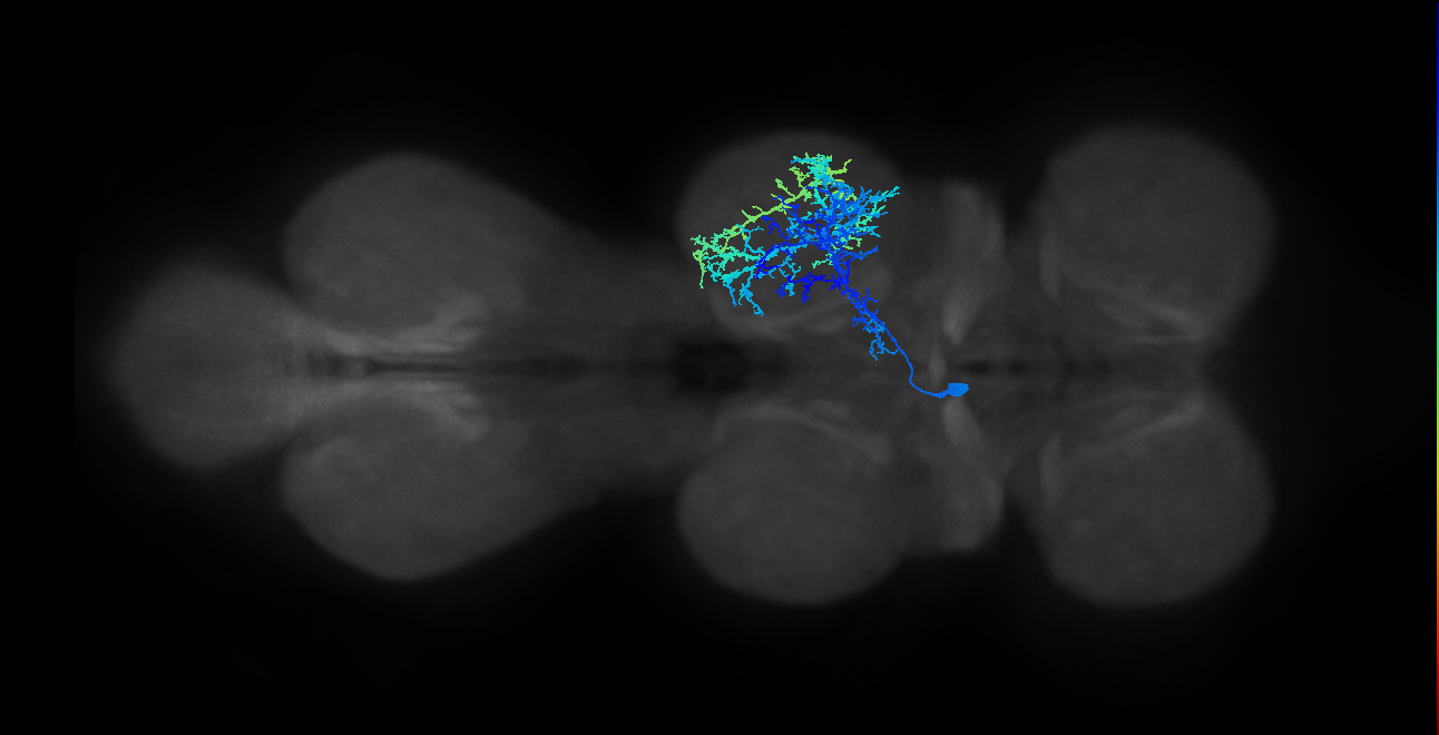 IN13B013_T2_L (MANC:14941)