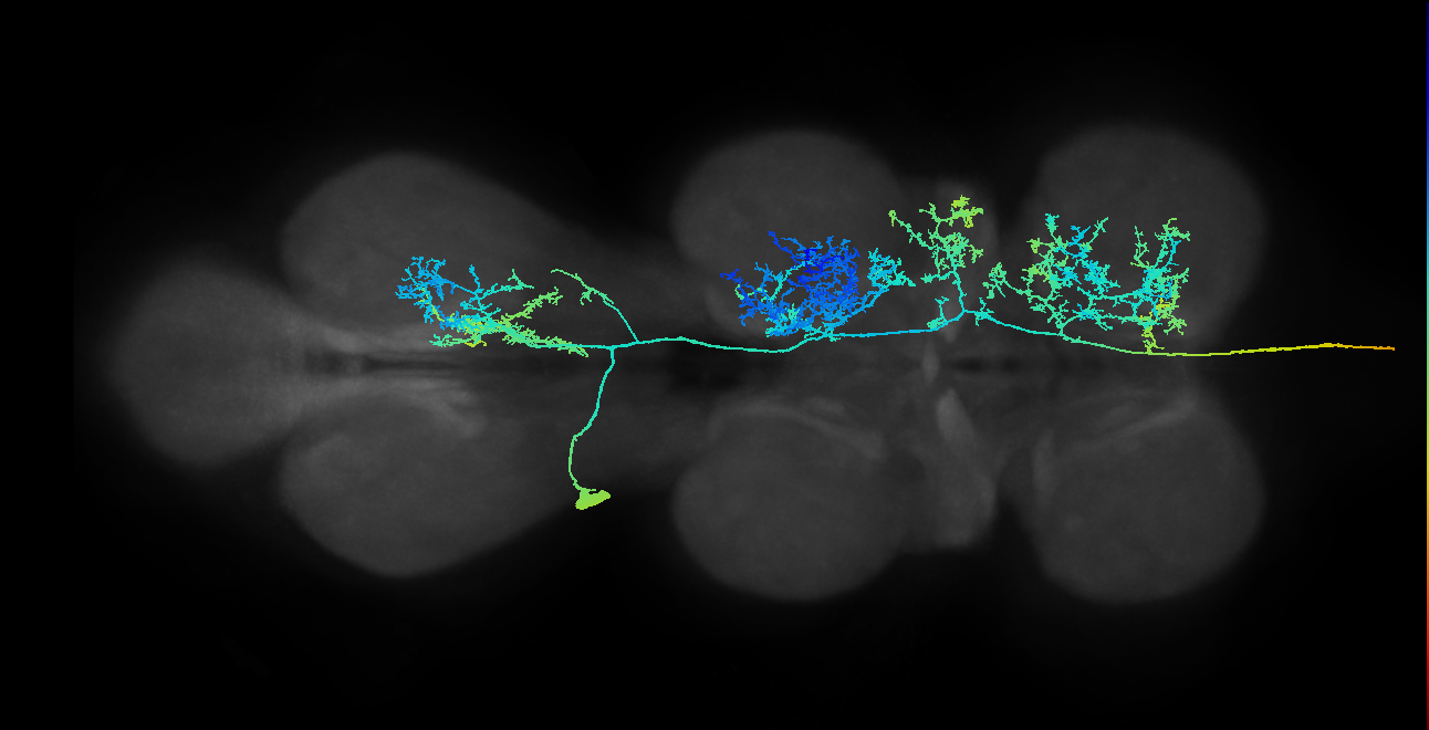 AN09B007_T3_L (MANC:14965)