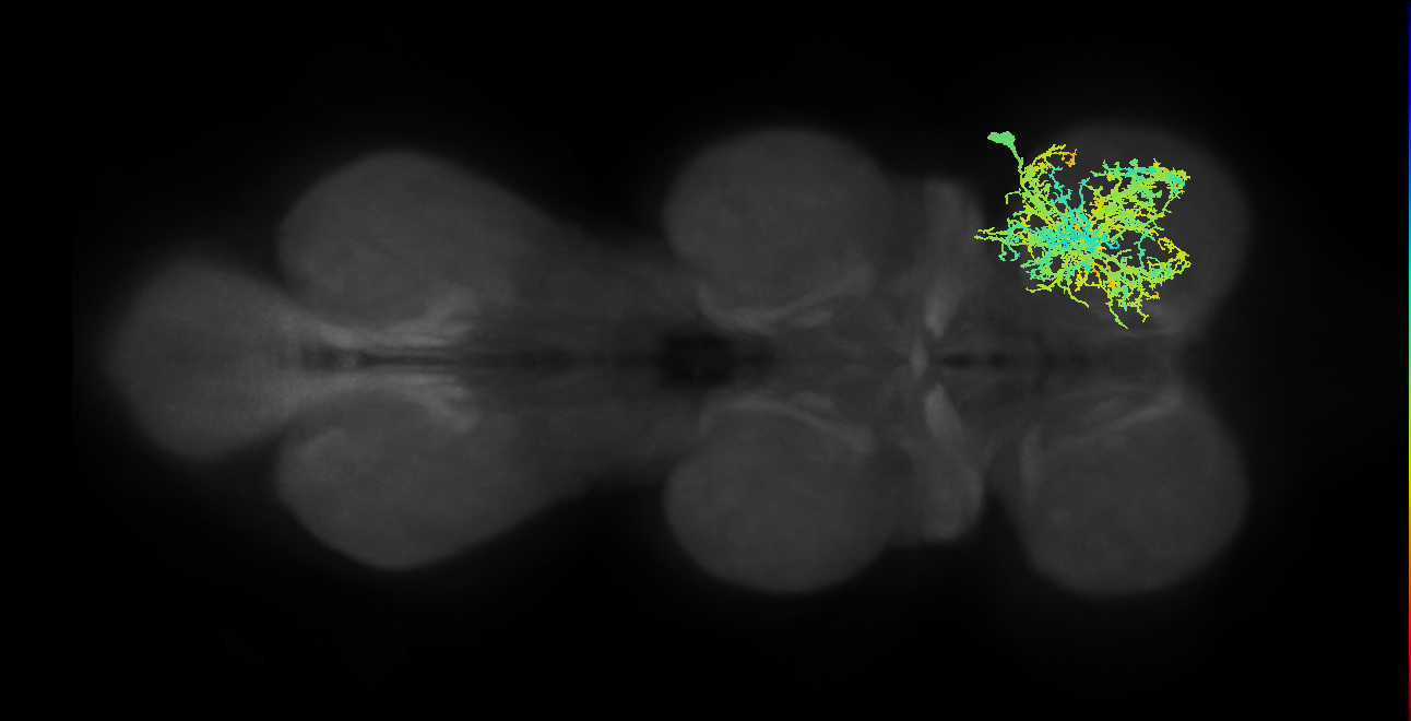 IN21A015_T1_R (MANC:14975)