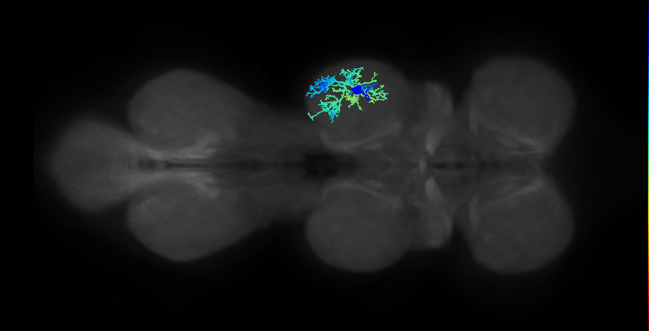 IN13A023_T2_R (MANC:14980)