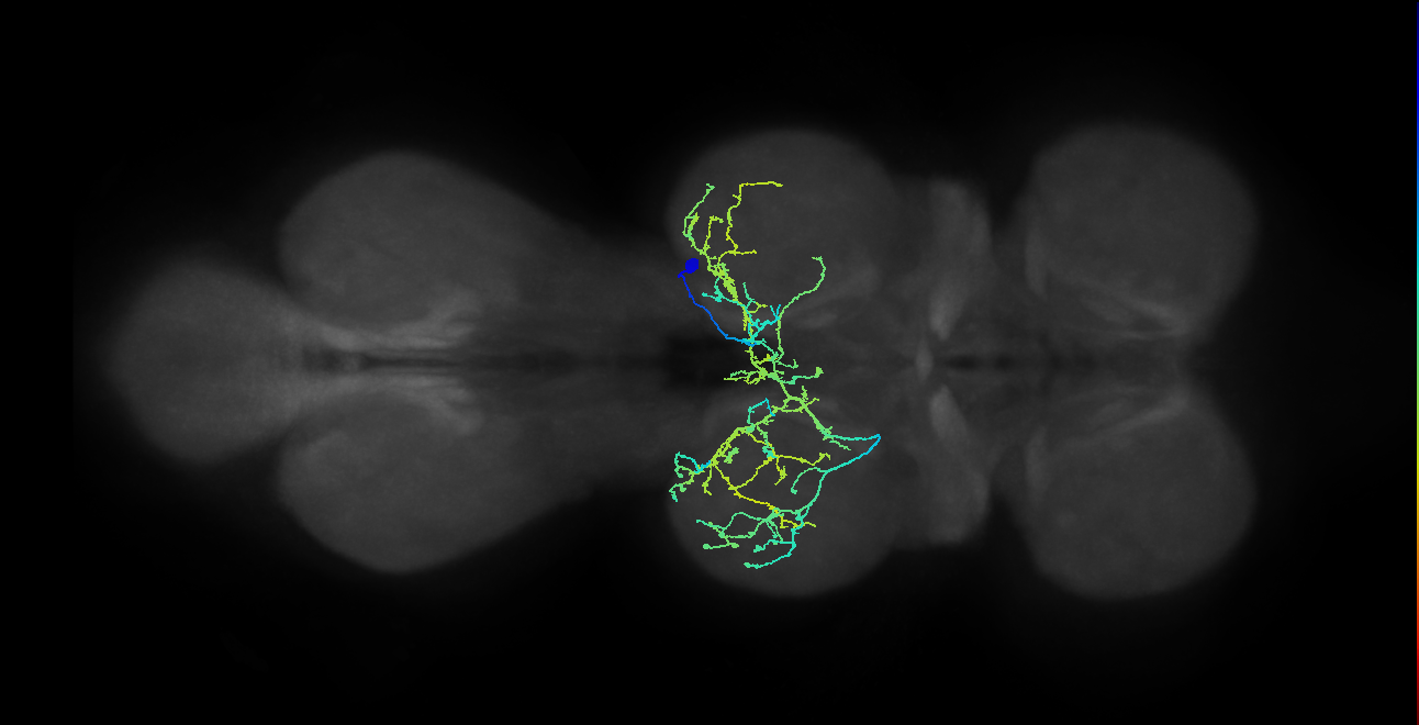 IN12B016_T2_R (MANC:14991)