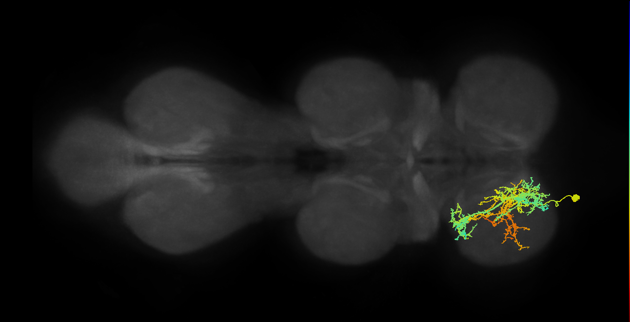 IN16B010_T1_L (MANC:15001)