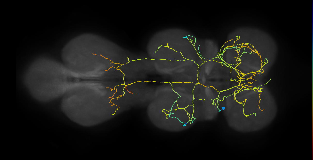 IN12A020_T1_L (MANC:15003)