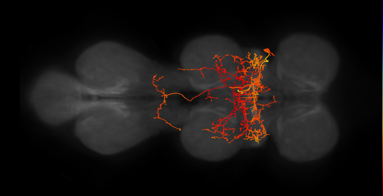 IN19B024_T1_R (MANC:15081)