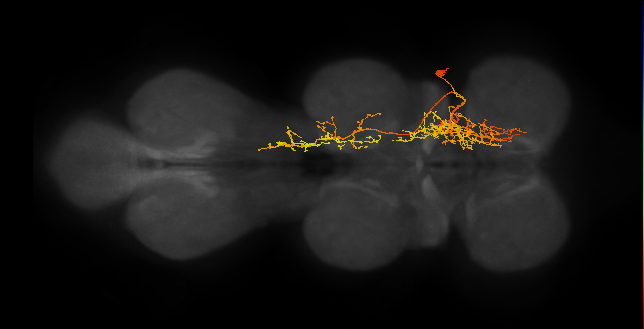 IN11B016_T1_R (MANC:15125)