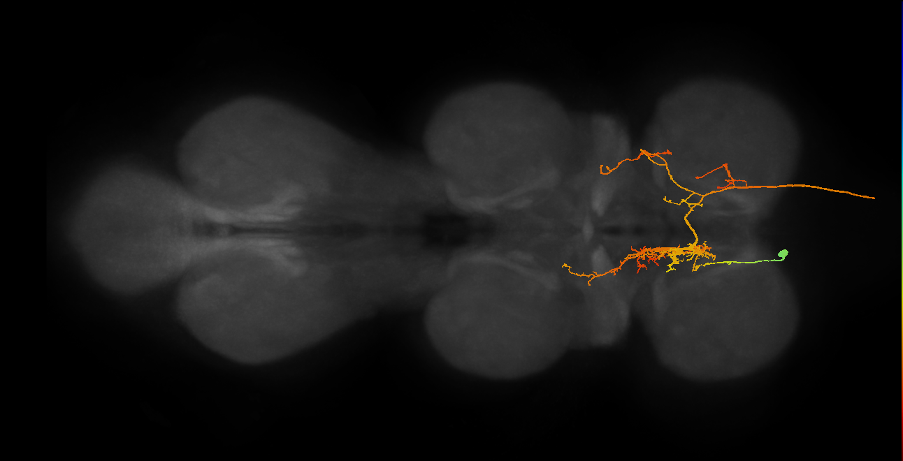 AN07B047_T1_L (MANC:15173)