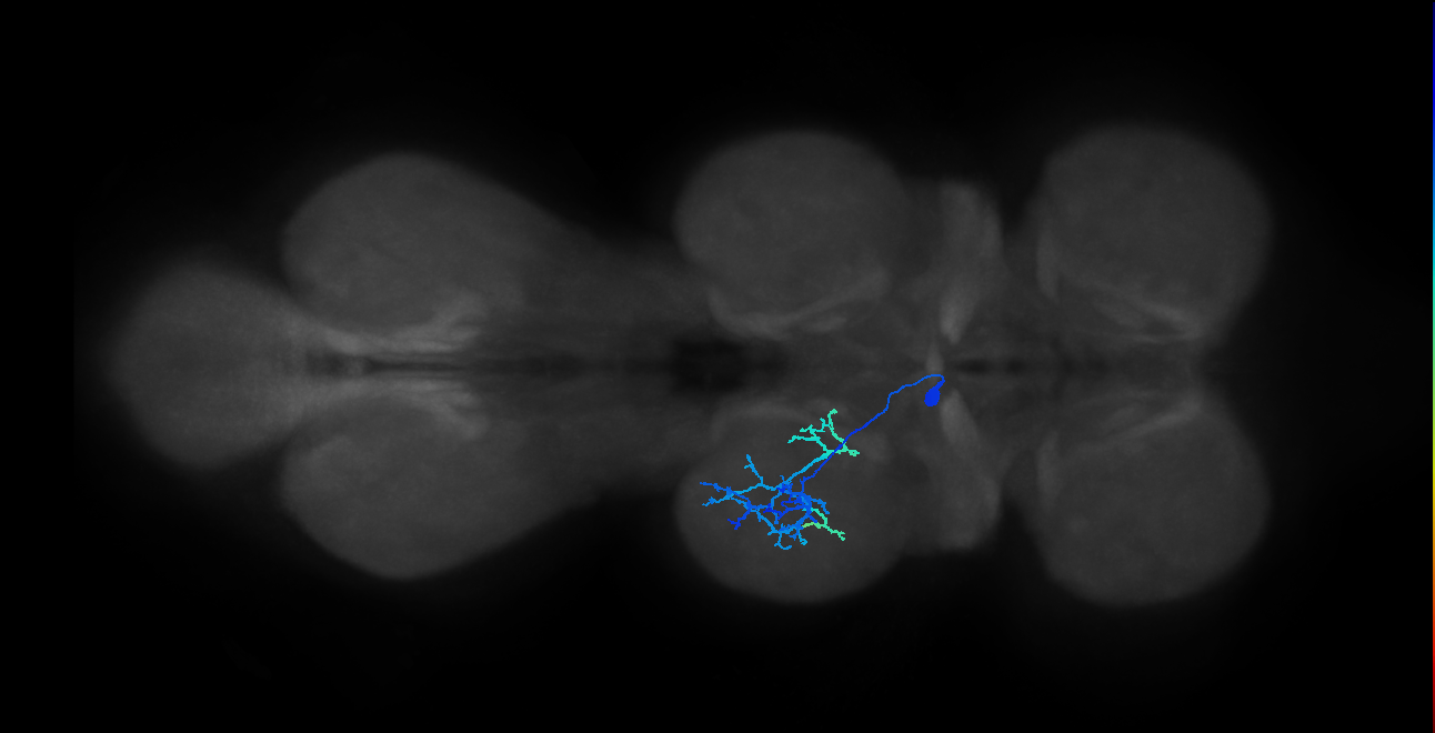 IN13B020_T2_R (MANC:15193)