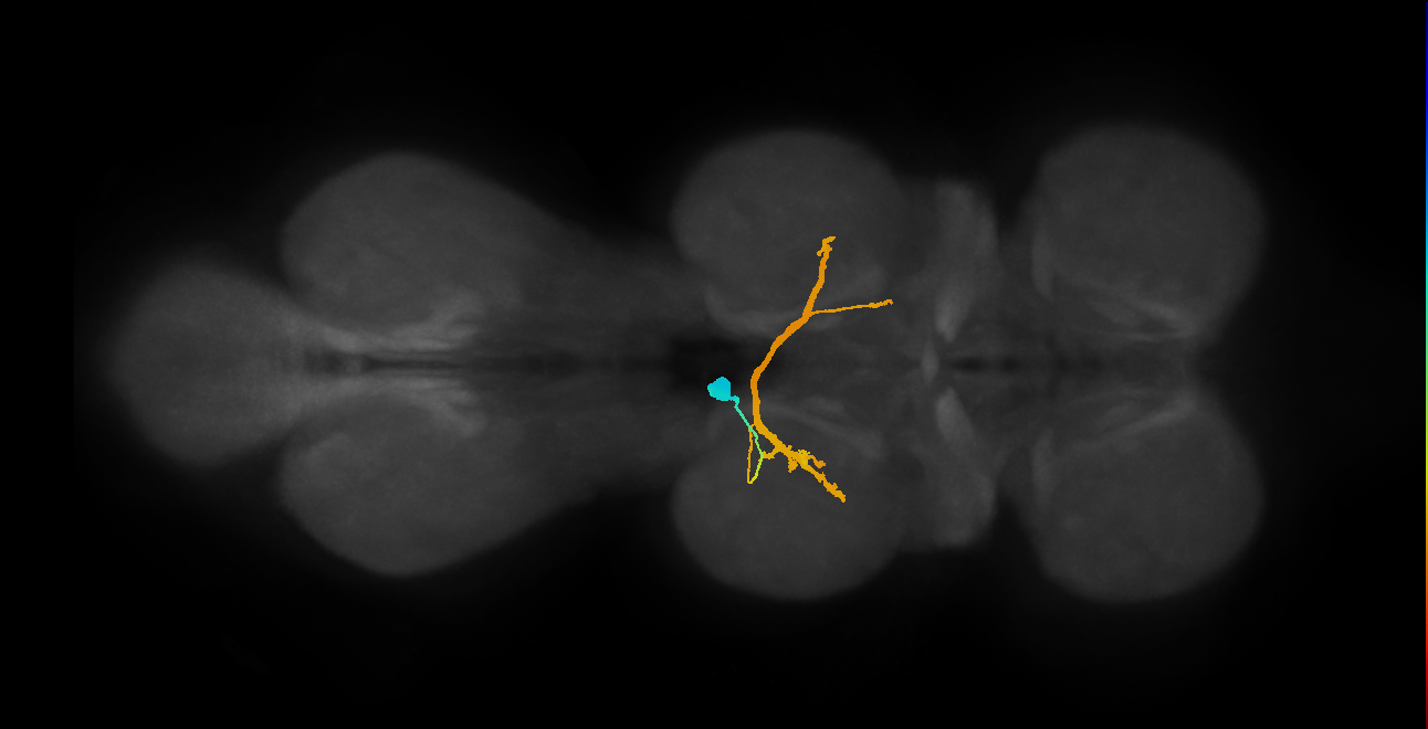 IN06A023_T2_L (MANC:15207)