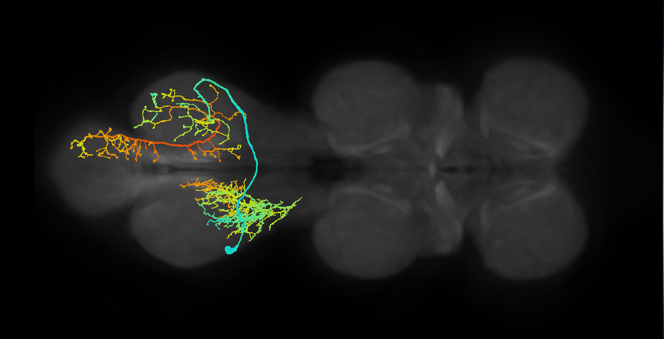IN01A013_T3_L (MANC:15238)