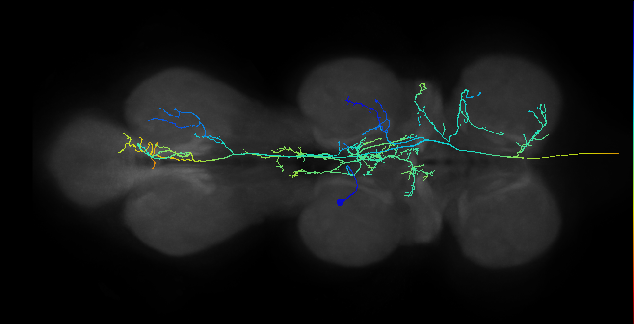 AN05B016_T2_L (MANC:15239)